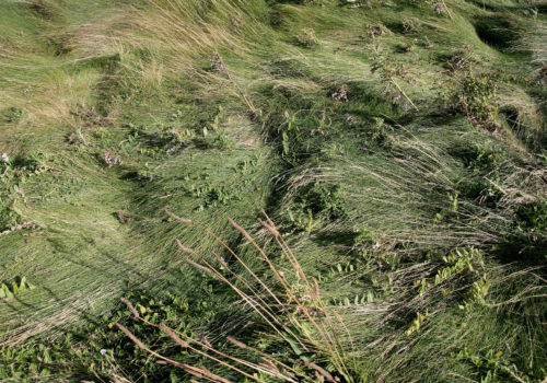 erba, vento, etretat, © luigi tremolada